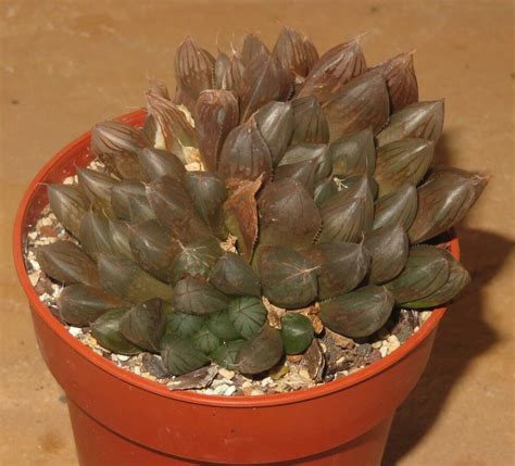 黑肌玉露|黑肌玉露 Haworthia cooperi cv. Black Muscle